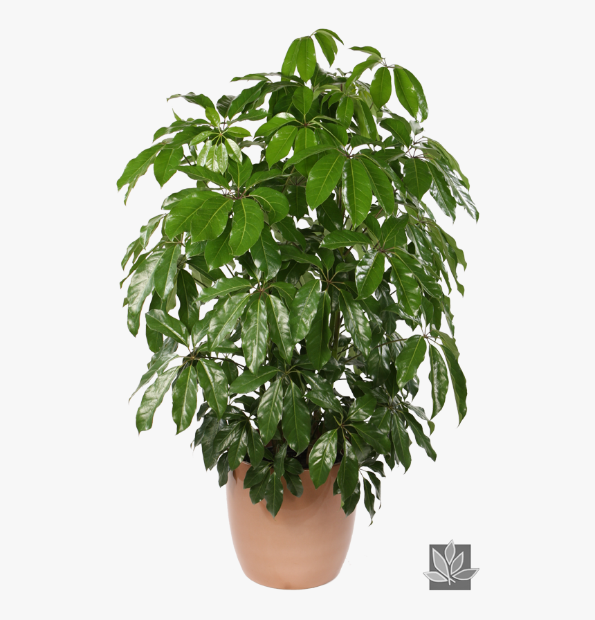 Large Potted Plant Transparent, HD Png Download, Free Download