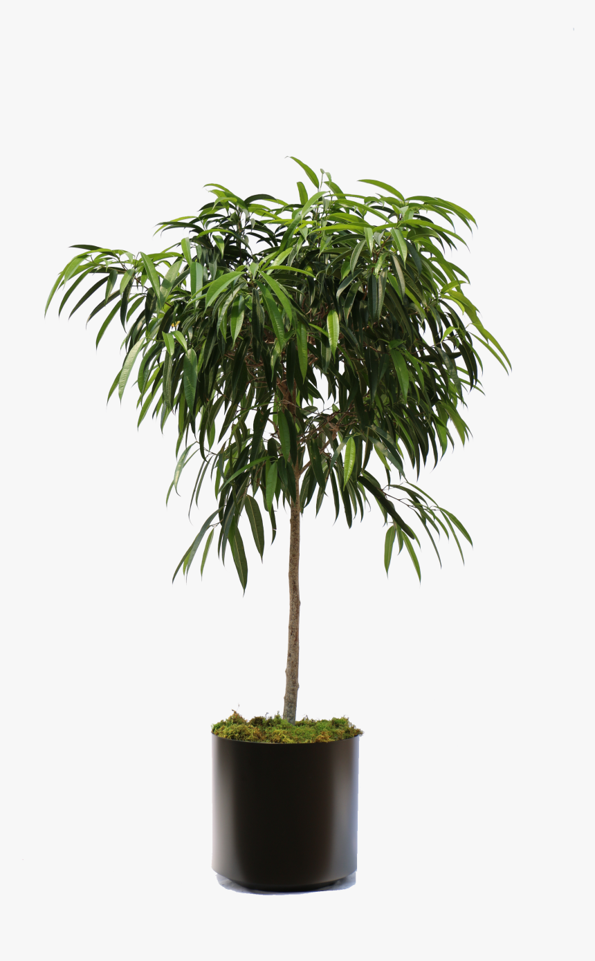 Alii Ficus, HD Png Download, Free Download