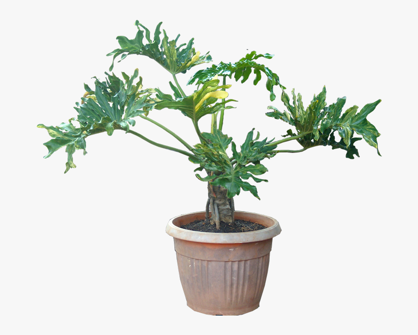 Reduce Indoor Pollution With Houseplants - Philodendron Png, Transparent Png, Free Download