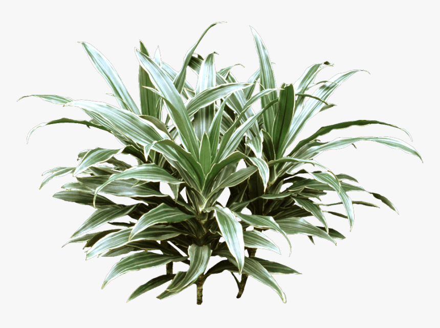 Plant With Green And White Striped Leaves, HD Png Download, Free Download