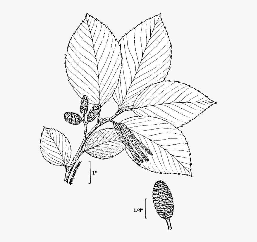 Alnus Incana, HD Png Download, Free Download