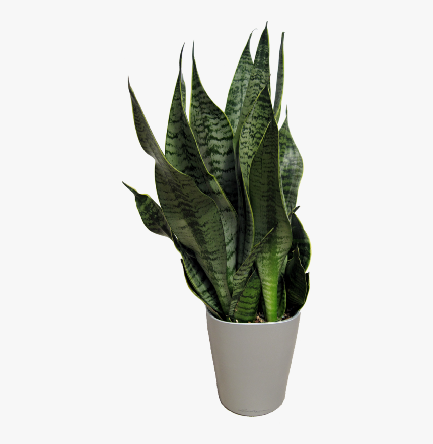 Sansevieria Natura, HD Png Download, Free Download