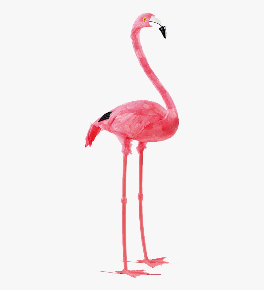 Flamingo - Transparent Background Flamingo Clipart, HD Png Download, Free Download