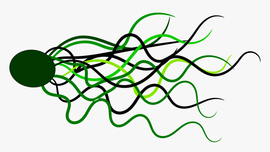 Line Art,flora,leaf - Garis Garis Png, Transparent Png, Free Download