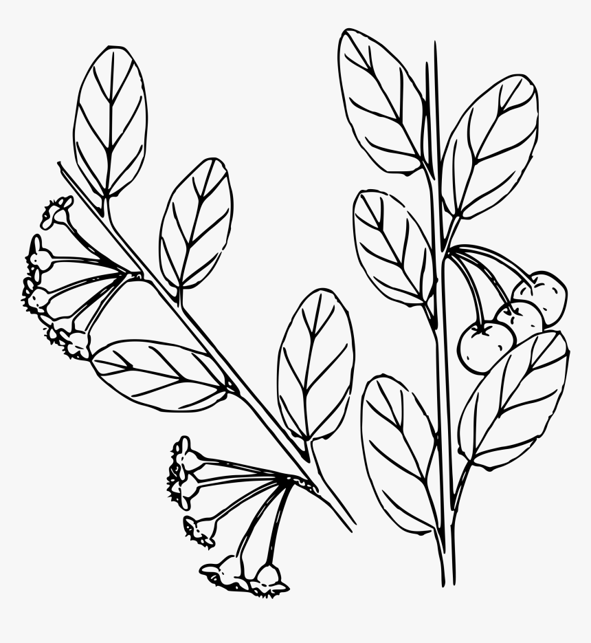 Bitter Cherry Clip Arts - Coloring Page, HD Png Download, Free Download