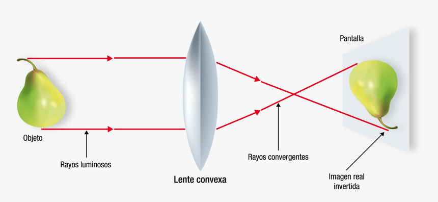 Figura31 - Lente Convexa O Convergente, HD Png Download, Free Download