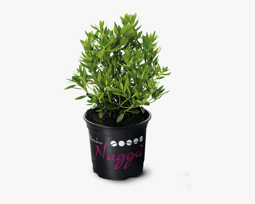 Flowerpot, HD Png Download, Free Download