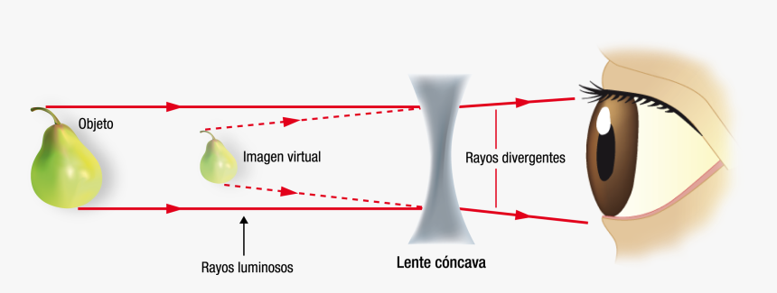 Figura34 - Dos Tipos De Lentes Convergentes Y Divergentes, HD Png Download, Free Download