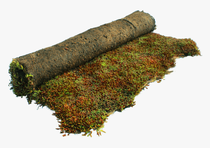 Moss, HD Png Download, Free Download