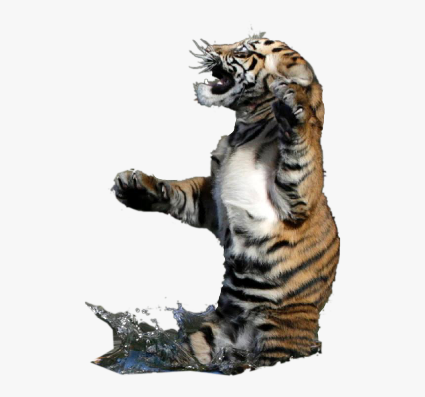 Siberian Tiger, HD Png Download, Free Download