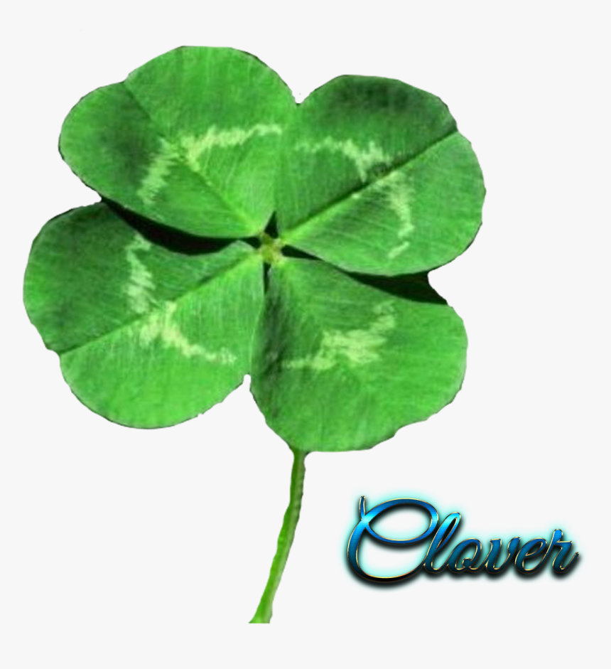 4 Leaf Clover - 4 Leaf Clover Png, Transparent Png, Free Download