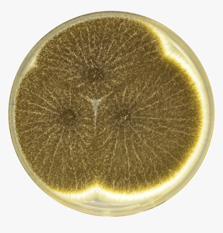 Aspergillus Neoniger Cya - Circle, HD Png Download, Free Download