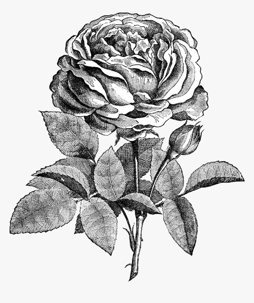 Drawing Rose Transparent Background, HD Png Download, Free Download