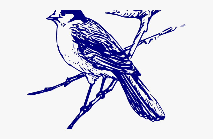 Blue Jay Clipart Vector Free Transparent Png Bird Drawing Png Png Download Kindpng