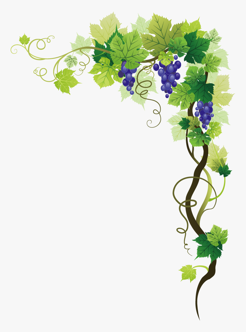 Common Grape Vine Picture Frame Clip Art - Grape Vine Transparent Background, HD Png Download, Free Download