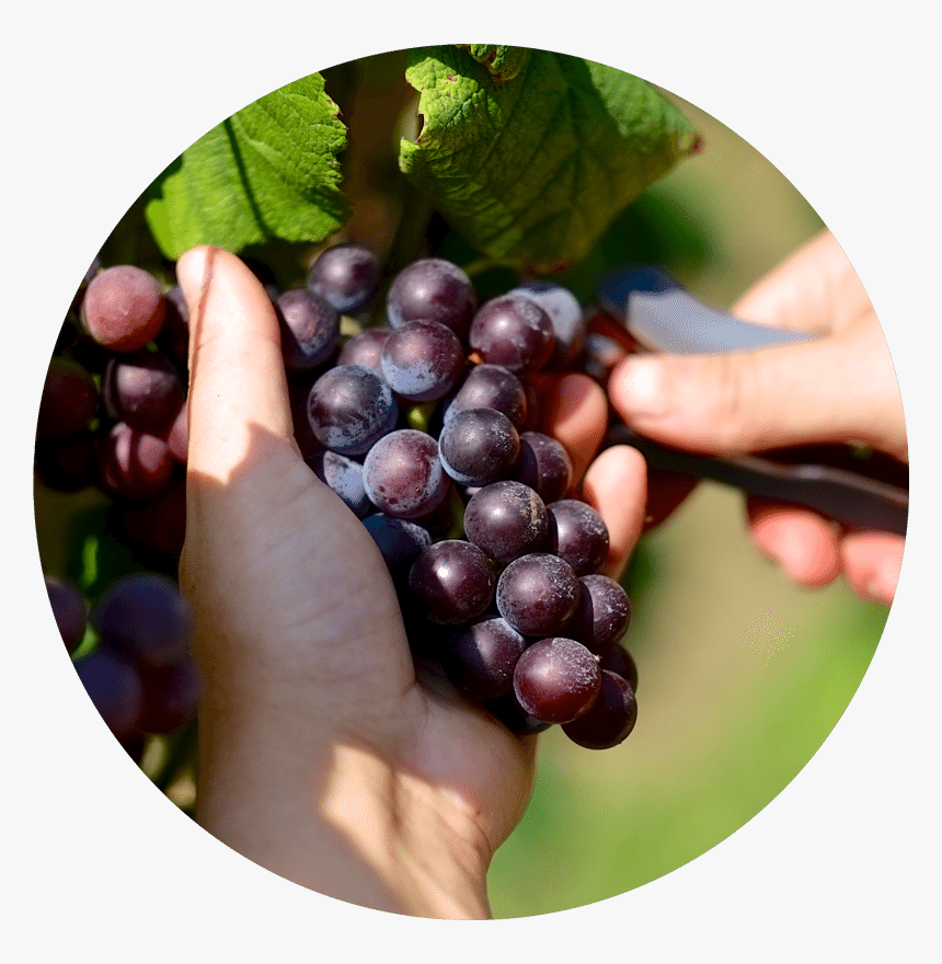 Nine Lakes Wine & Cider Trails - Seedless Fruit, HD Png Download, Free Download