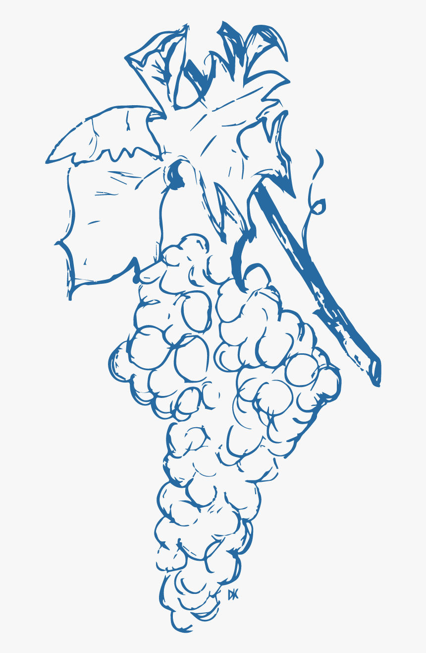 Grapes-01 - Sketch, HD Png Download, Free Download