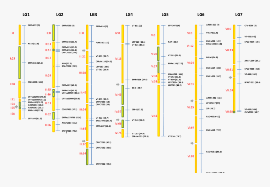 Diagram, HD Png Download, Free Download