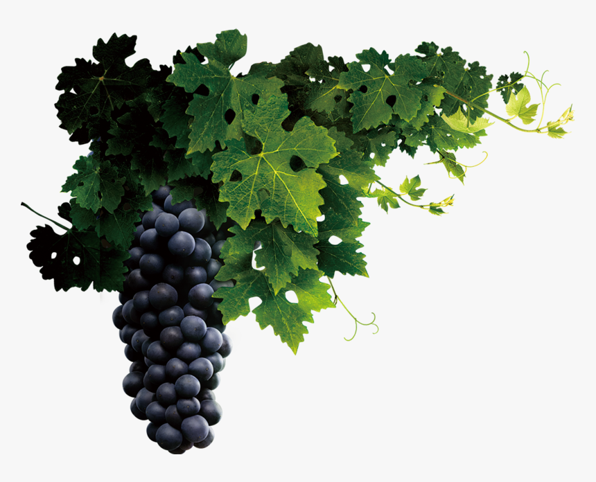 Wine Grapes Png, Transparent Png, Free Download