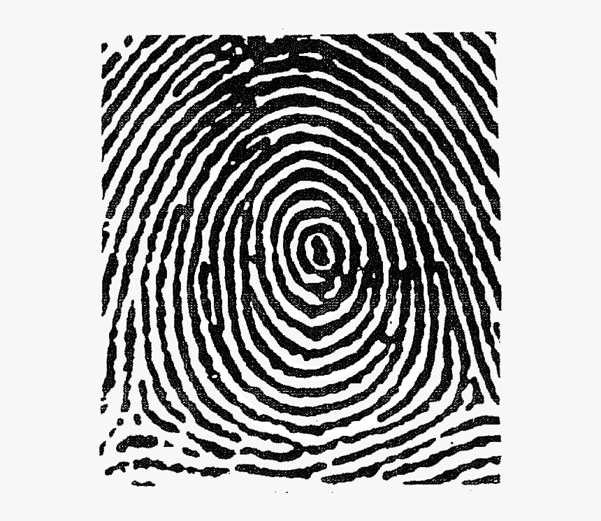 This Image Used For Decorative Purposes Only - Plain Whorl Fingerprint Pattern, HD Png Download, Free Download