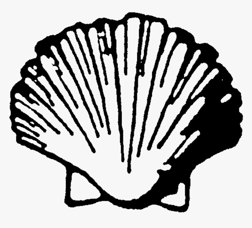 Clip Art Scallop Royalty Free Clip - Scallop Drawing Png, Transparent Png, Free Download