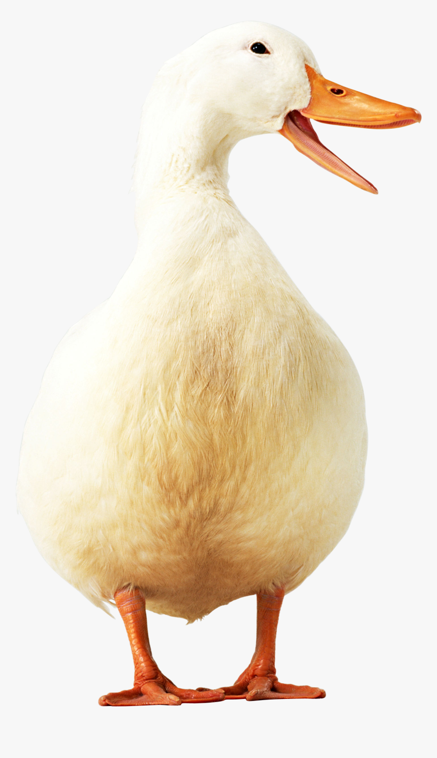 Imagen De Pato Png, Transparent Png, Free Download