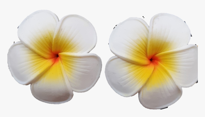 Frangipani, HD Png Download, Free Download