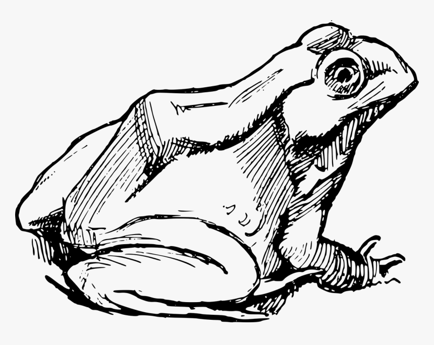 Frog Drawing Png, Transparent Png, Free Download