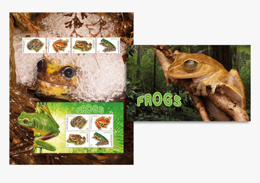 Transparent Frogs Png - Eastern Spadefoot, Png Download, Free Download