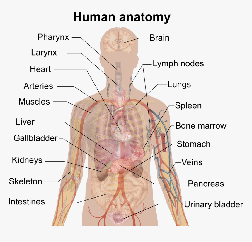 Man Shadow Anatomy - Inside Body Part Name, HD Png Download, Free Download