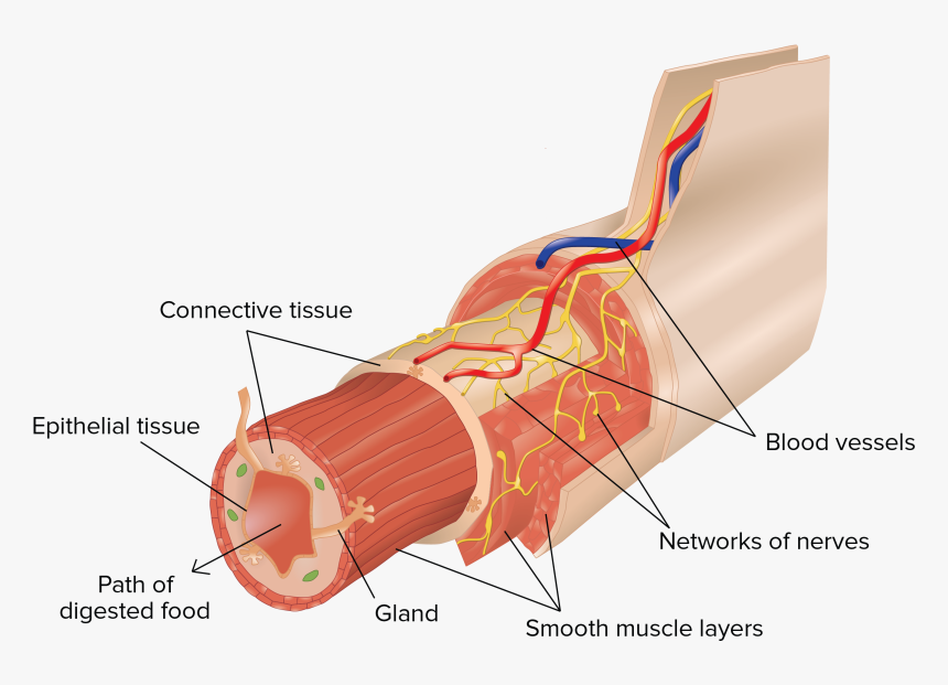 Organ Tissue, HD Png Download, Free Download