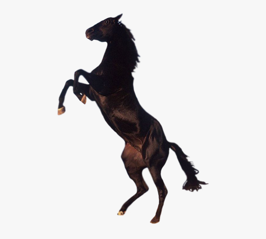 Horse Png, Transparent Png, Free Download