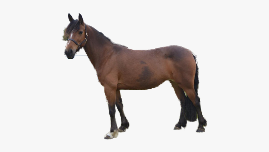 Horse Png Image - Schleich Klacz, Transparent Png, Free Download