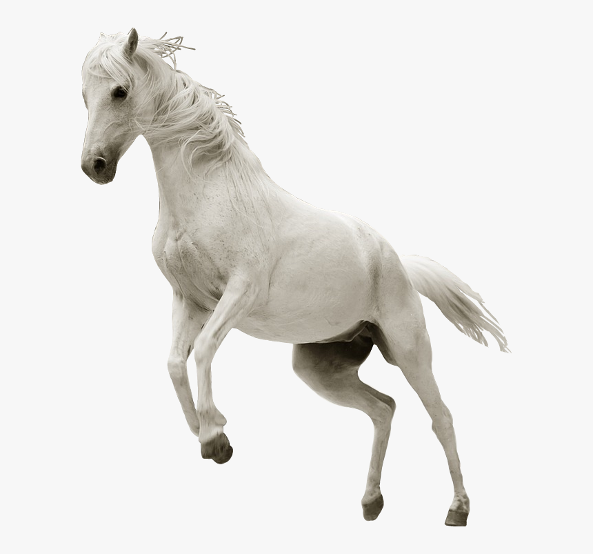 #ftesticker #horse #whitehorse #run #running #animals - Running White Horse Png, Transparent Png, Free Download