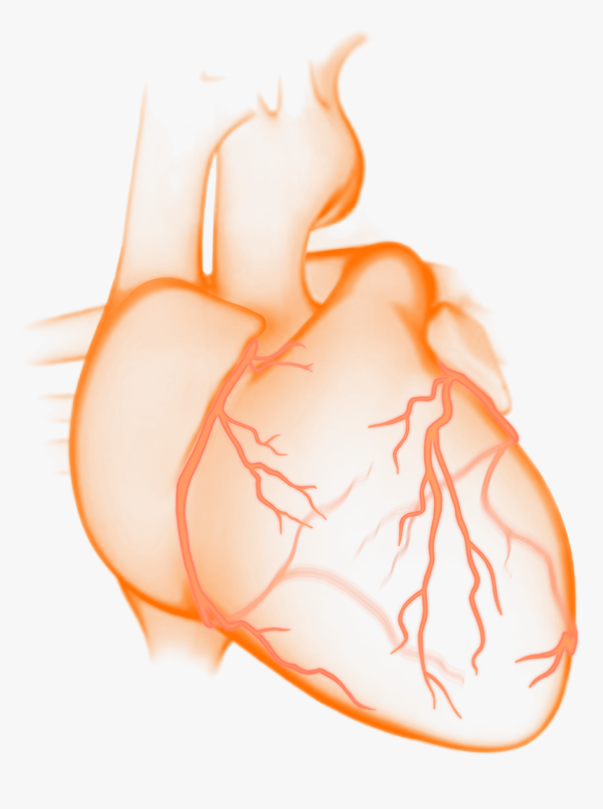 Cardiac Png, Transparent Png, Free Download