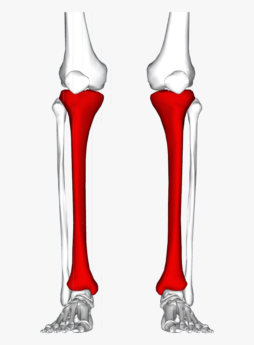 Leg Bones, HD Png Download, Free Download