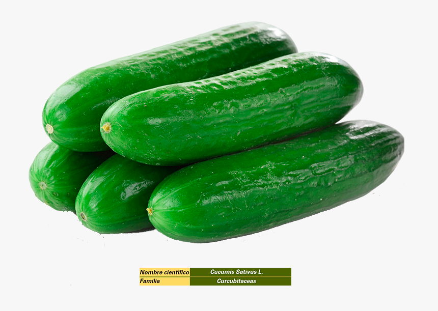 Cucumber Vegetables Png Hd, Transparent Png, Free Download