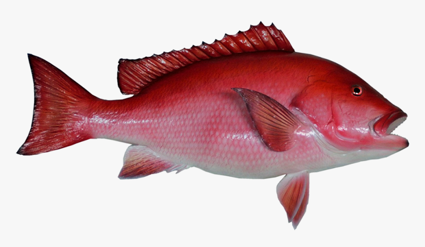 Red Snapper Fish Mount Clipart - Snapper Fish No Background, HD Png Download, Free Download