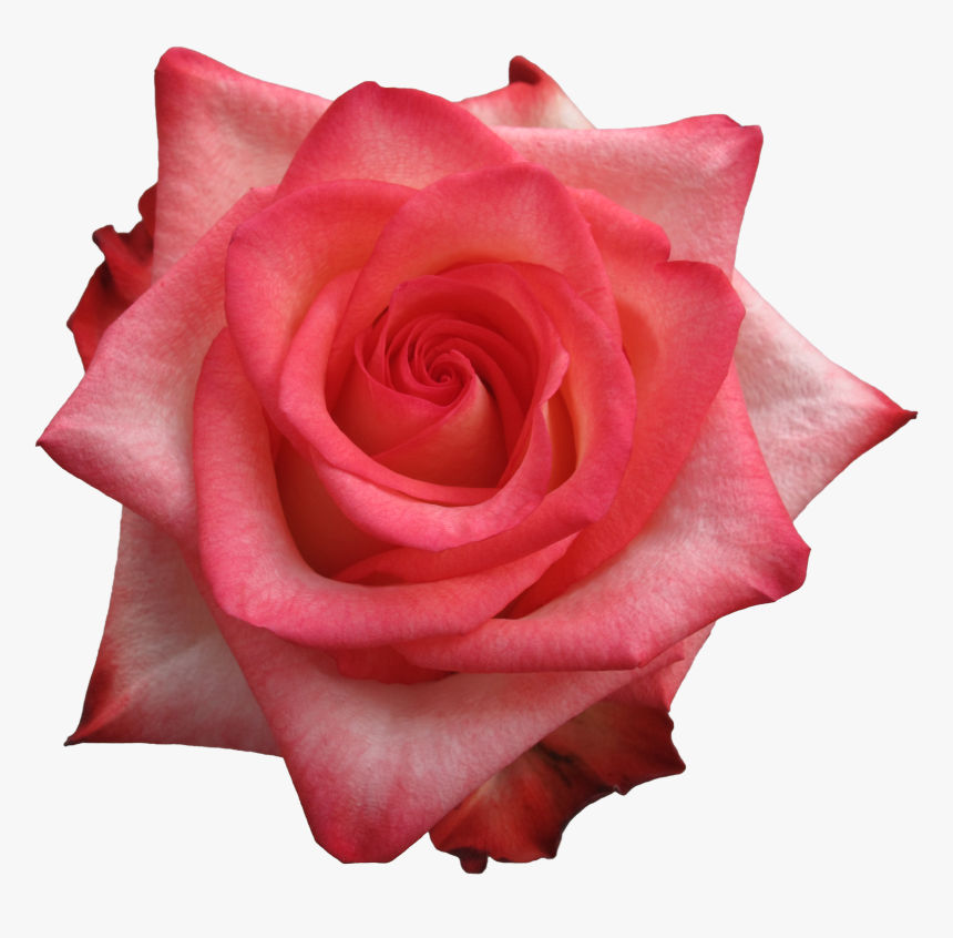 Floribunda, HD Png Download, Free Download