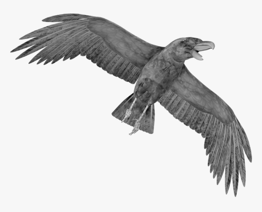 Raven Png - Crow Png, Transparent Png, Free Download