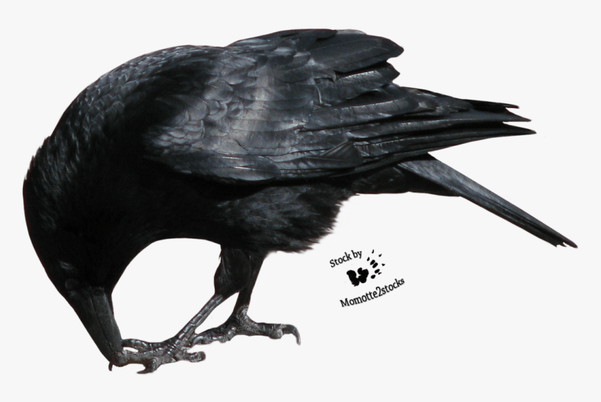 Raven Cliparts Zone Flying - Crow Png, Transparent Png, Free Download