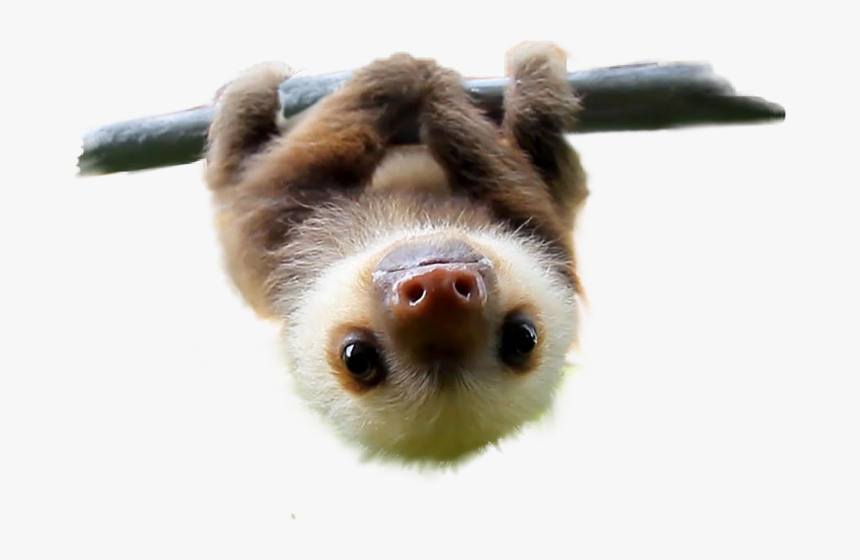 Cute Pictures That Make You Smile - Cutest Animal In The World 2019, HD Png Download, Free Download