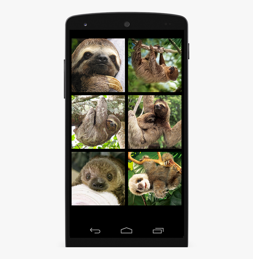 Three Toed Sloth, HD Png Download, Free Download