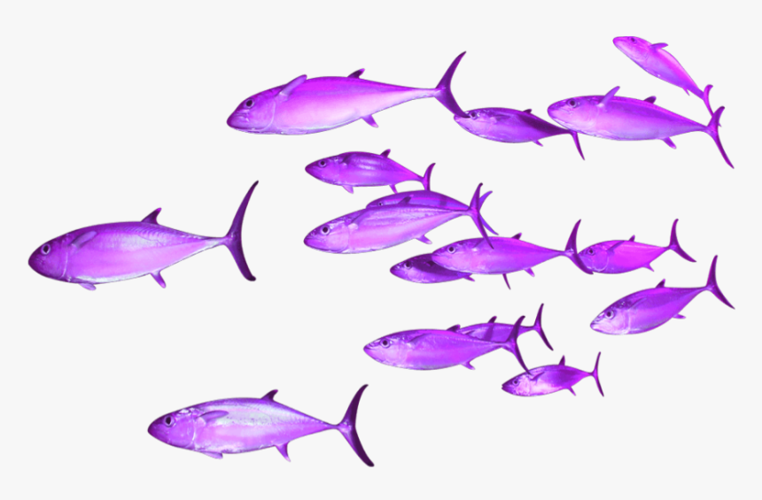 Transparent Background Group Of Fish, HD Png Download, Free Download
