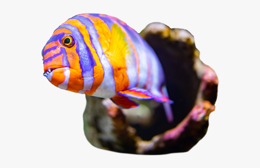Coral Reef Fish, HD Png Download, Free Download