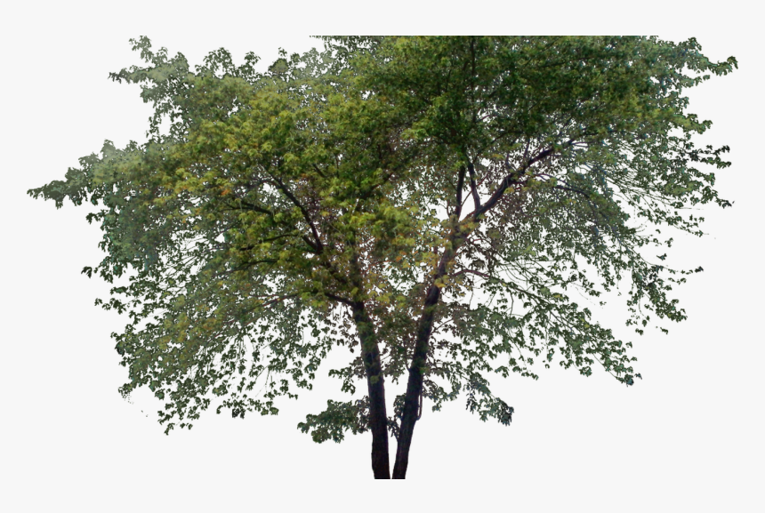 Tall Treepng Ph Pinterest Photoshop, Architecture - Transparent Tall Tree Png, Png Download, Free Download