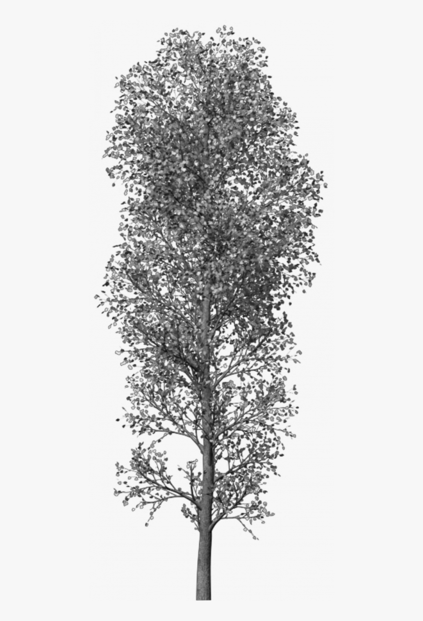 Transparent Photoshop Tree Png - Brush Tree Photoshop Png, Png Download, Free Download