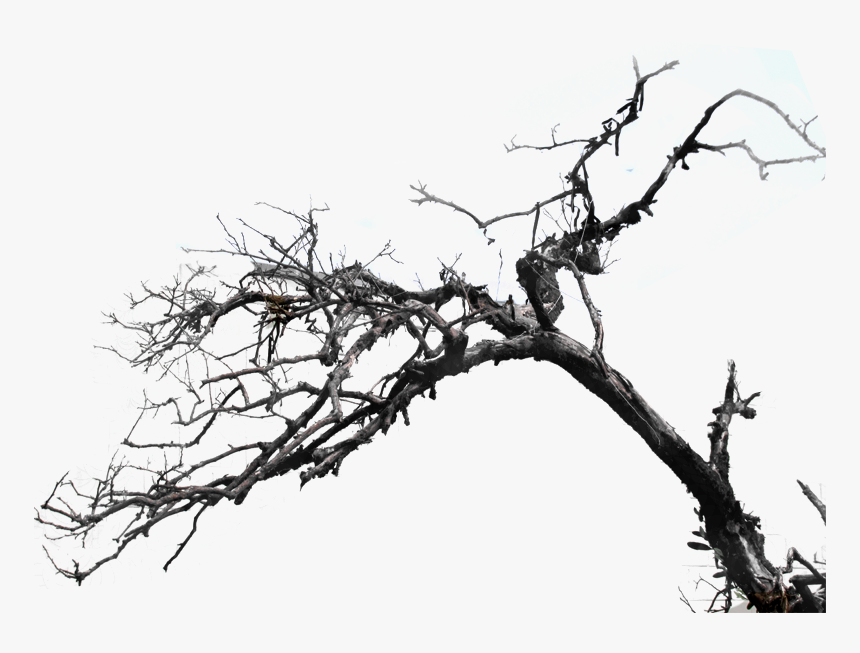 Tree Png File - Tree Branch Photoshop Png, Transparent Png, Free Download