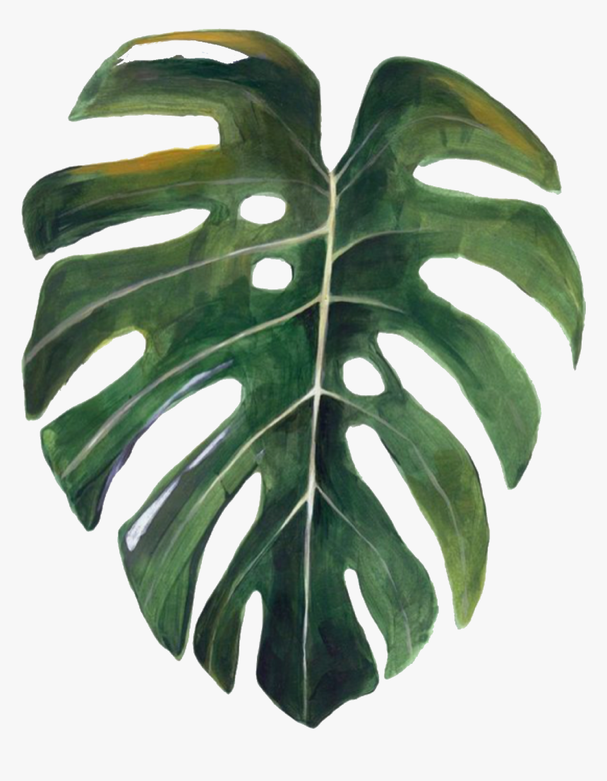 Transparent Tropical Tree Png - Swiss Cheese Plant Drawing, Png Download, Free Download