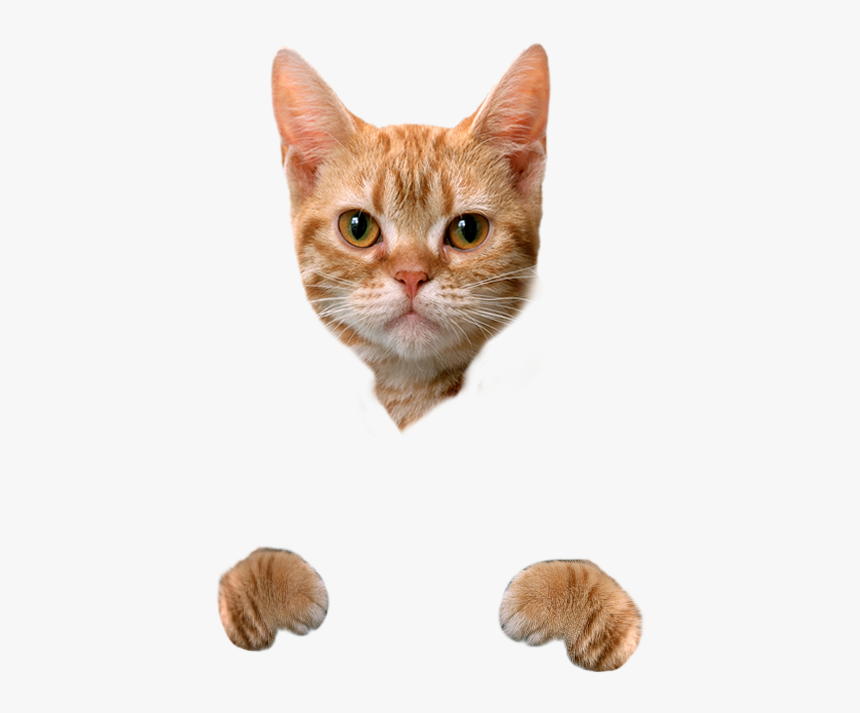 Cat Food Dog Litter - Transparent Background Cute Cats Png, Png Download, Free Download